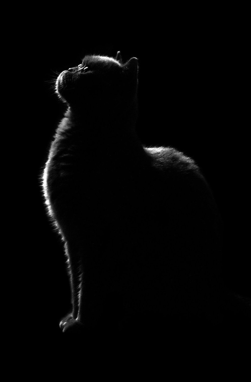 Кошка на черном фоне