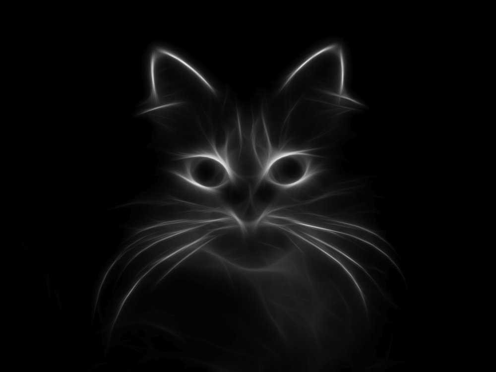 Котик на черном фоне