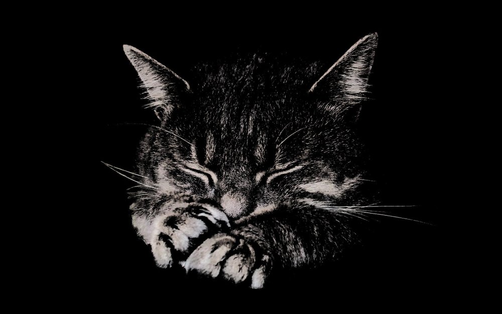 Кот на черном фоне
