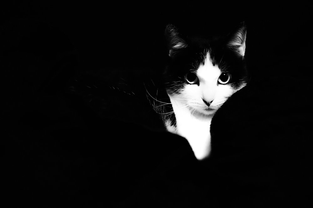 Черно белая кошка