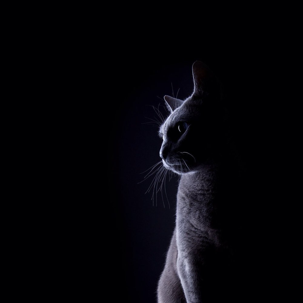Кот на черном фоне