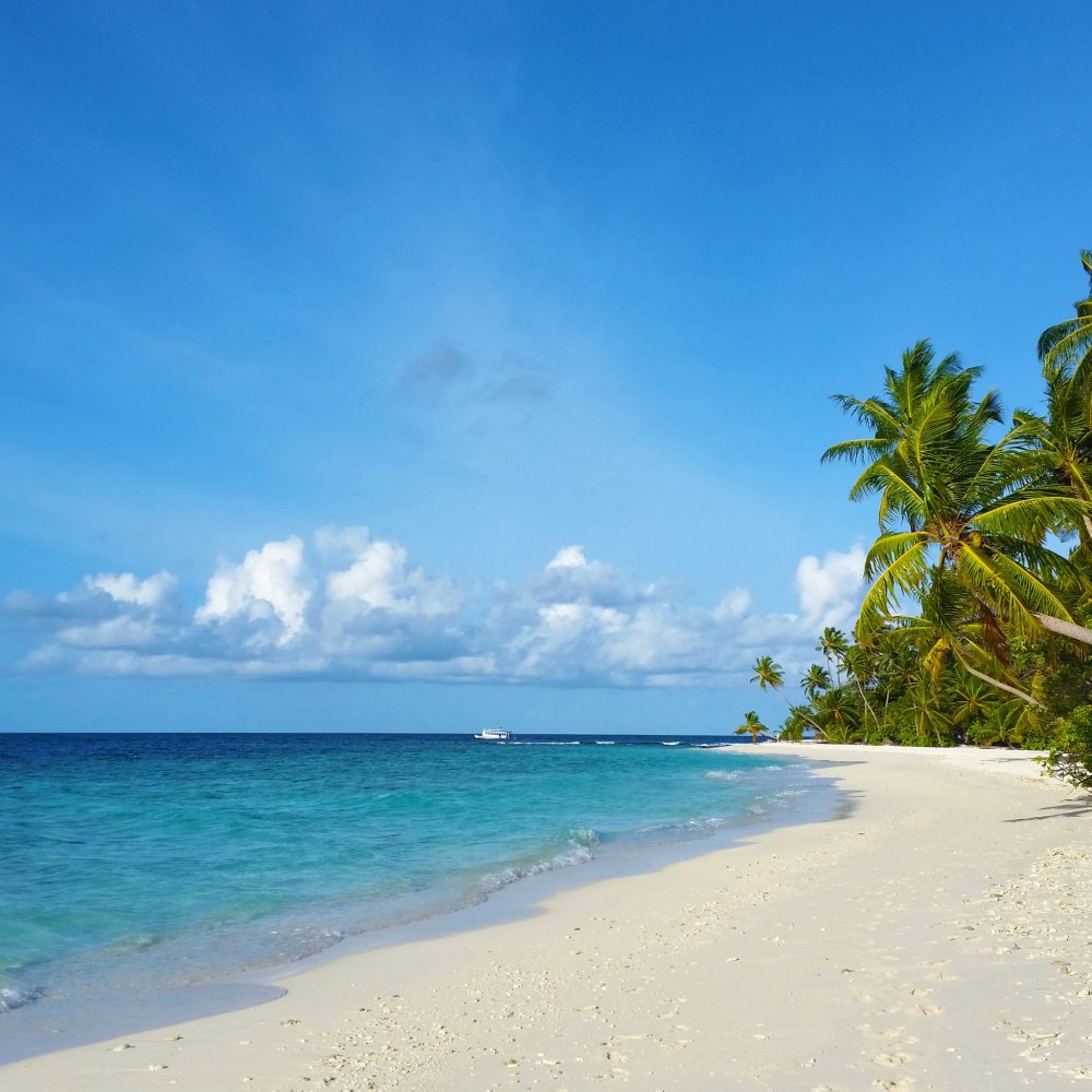 Пальма Баунти