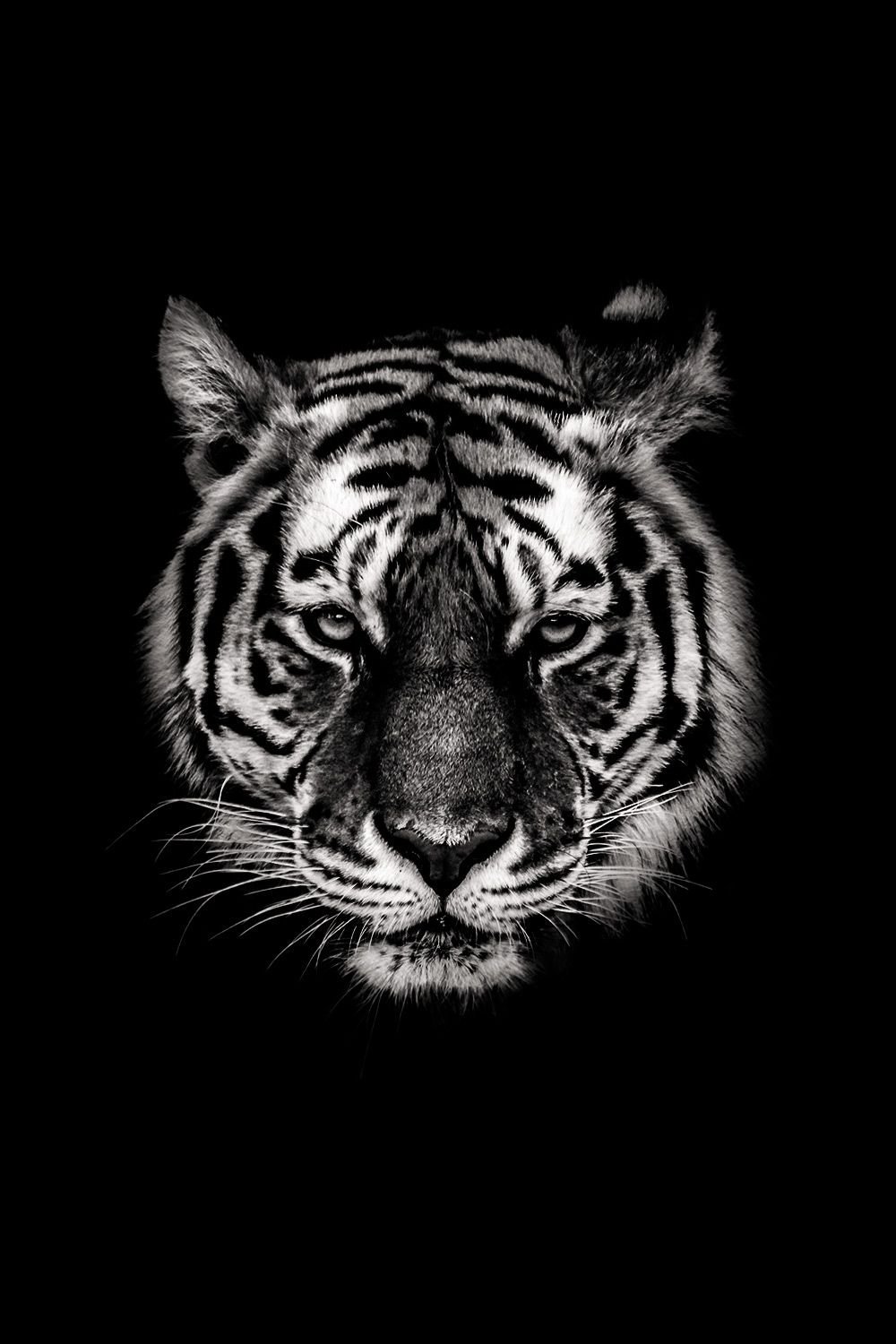 Тигр черно белый