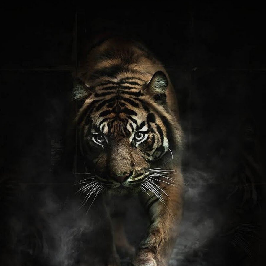 Чёрный Земляной тигр