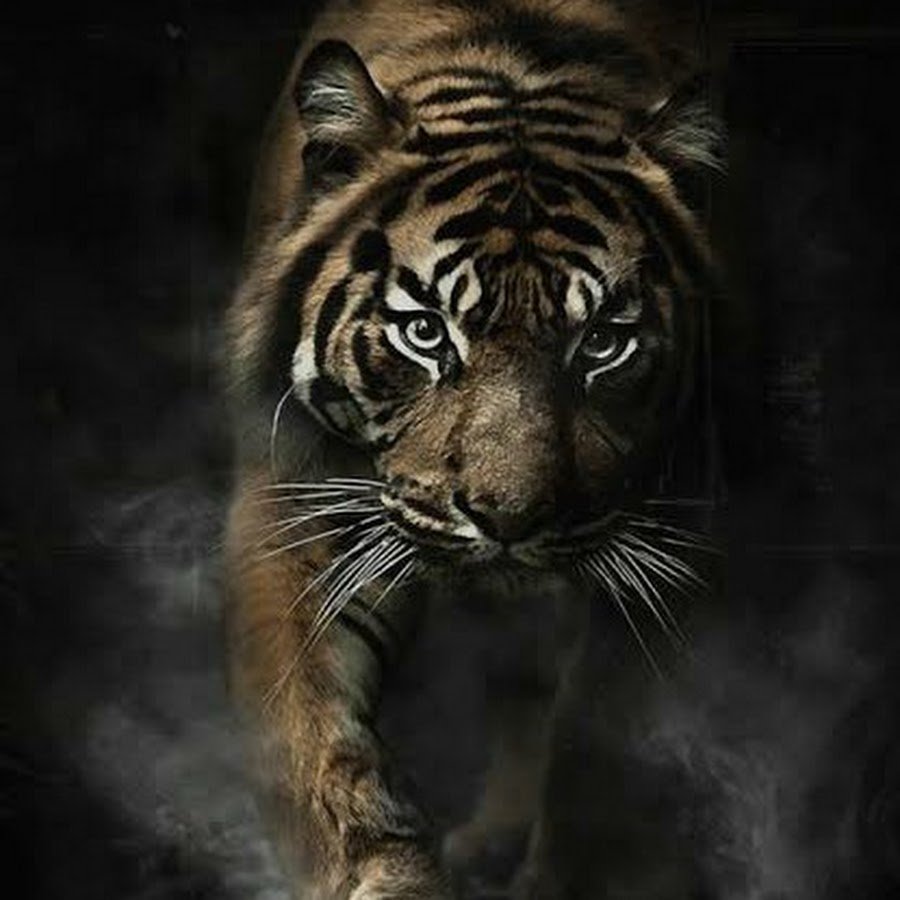 Черный тигр Кишан