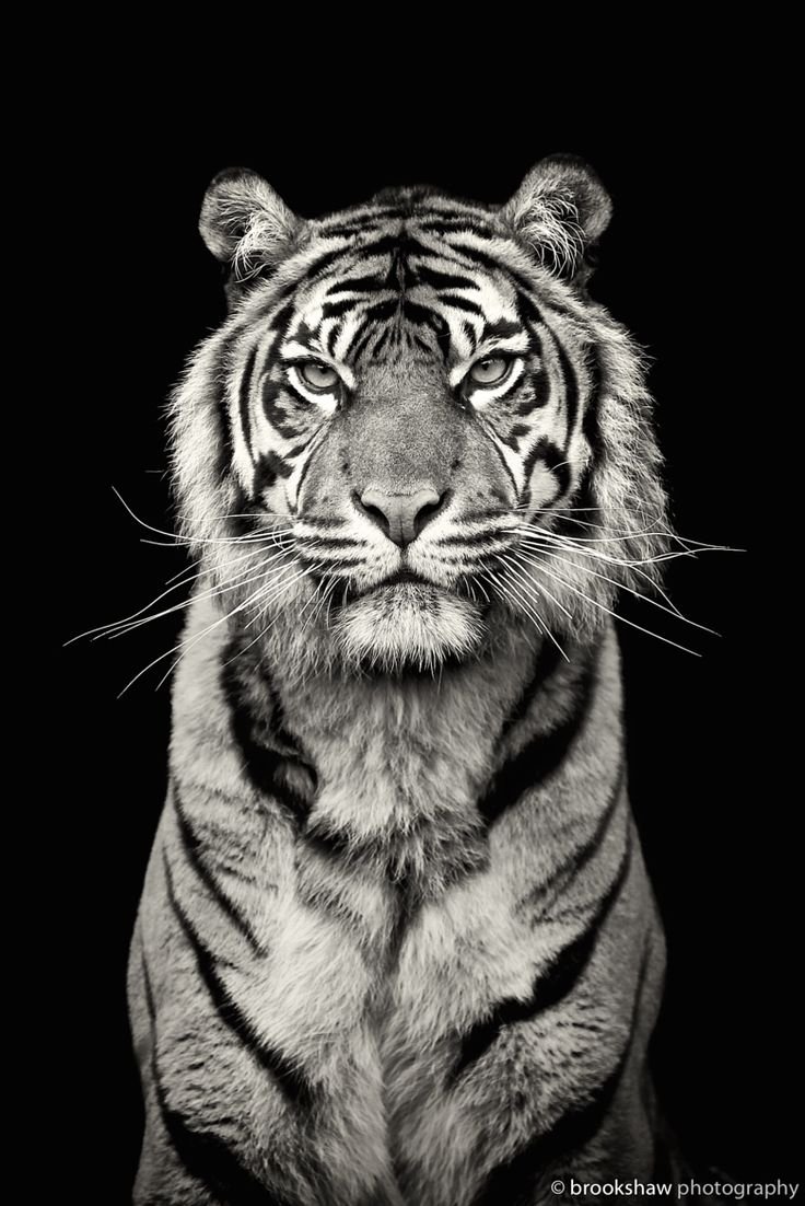 Тигр вертикально