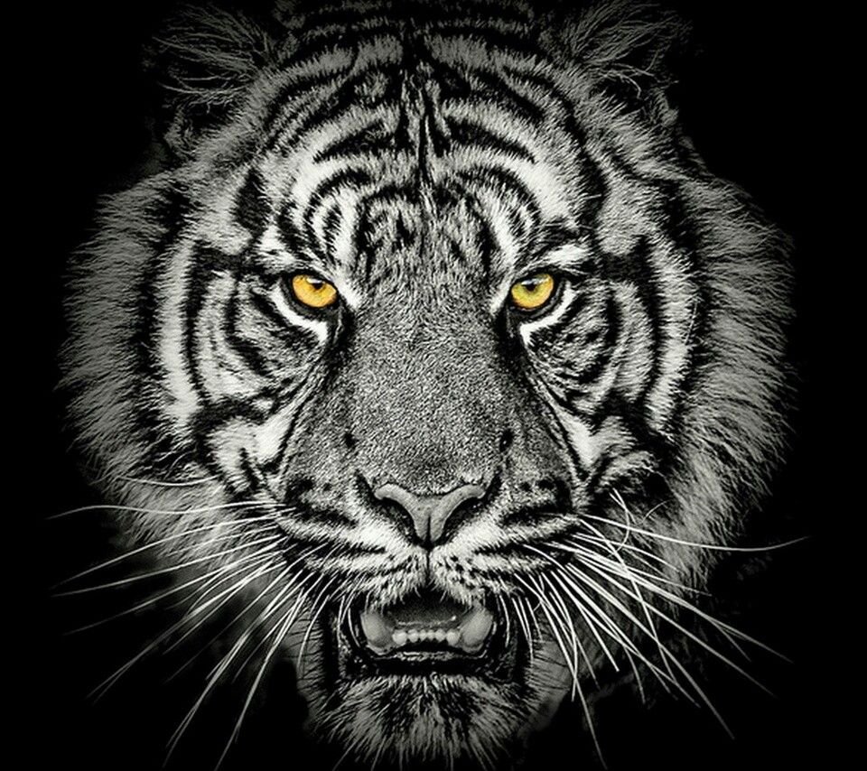 Тигр черно белый