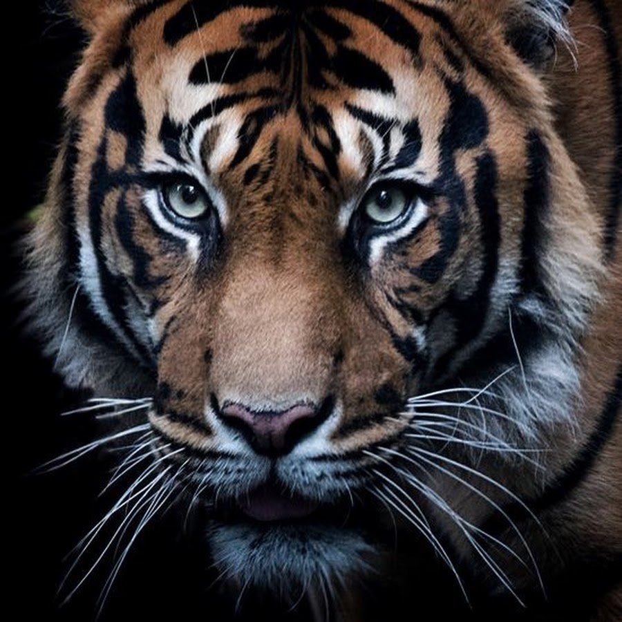 Тигр на черном фоне