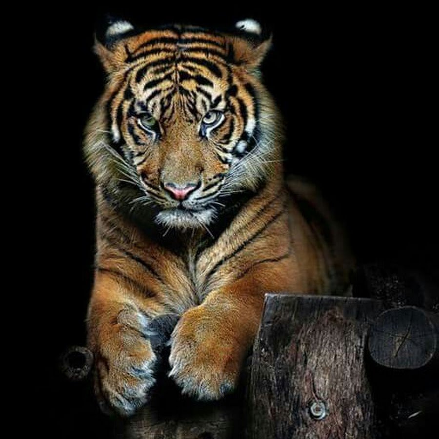 Прикольный тигр