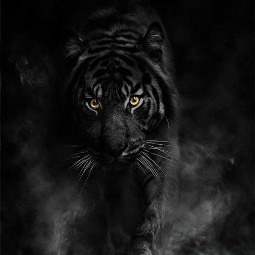 Черный тигр Кишан