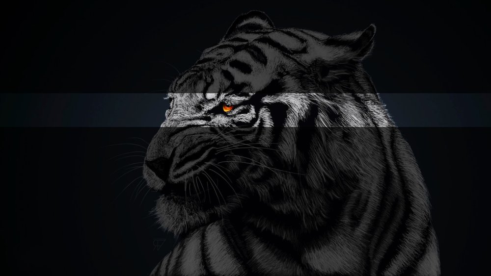 Черный тигр на черном фоне