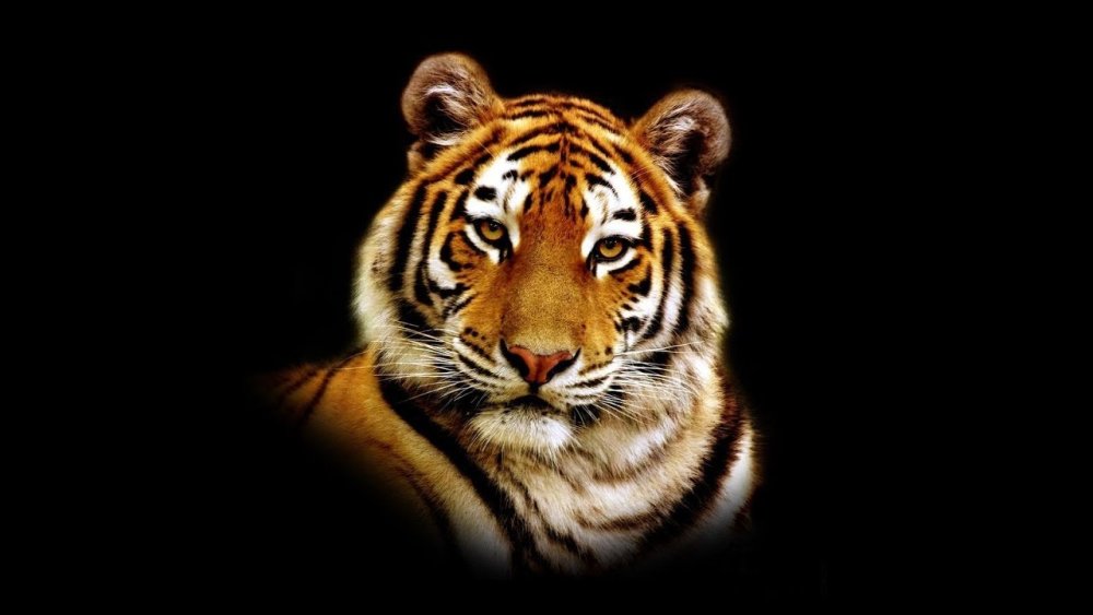 Голова тигра