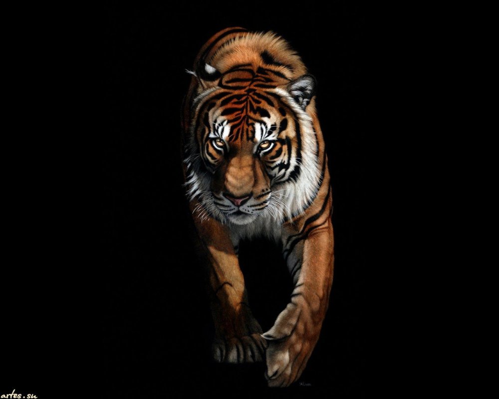 Тигрица на черном фоне
