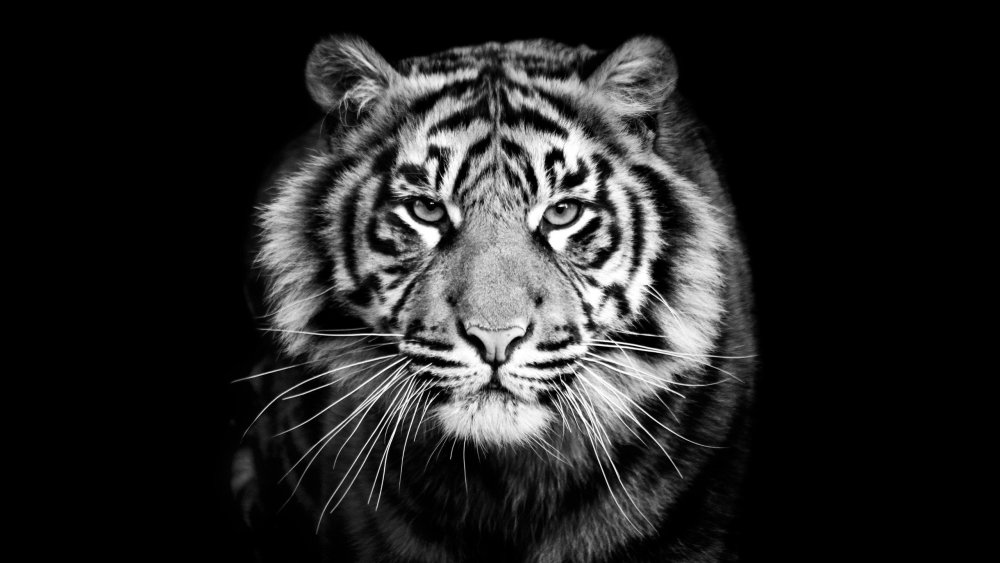 Злая морда белого тигра на чёрном фоне