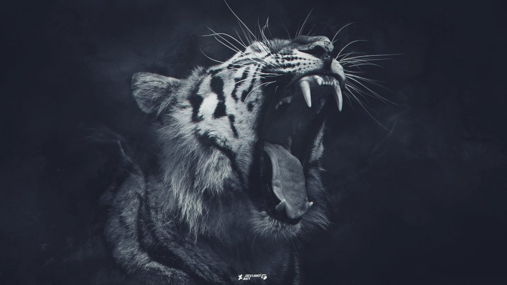 Тигр на темном фоне