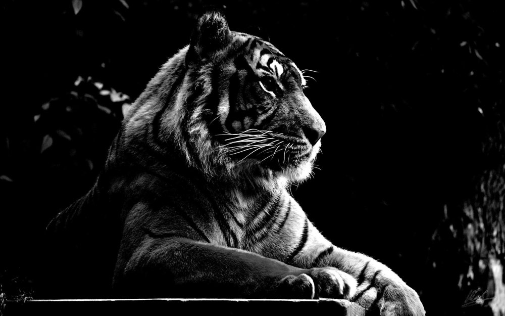 Черный тигр фото