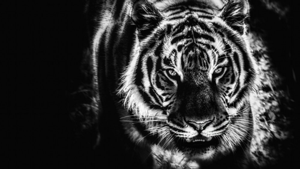 Тигр на черном фоне в хорошем качестве