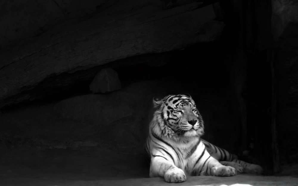 Тигр черно белый
