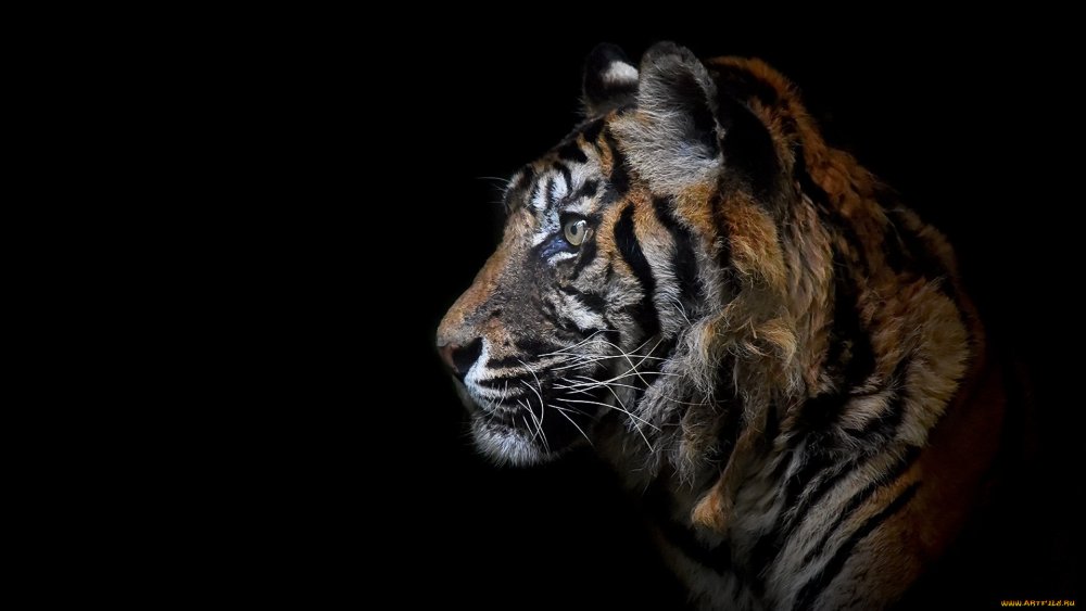 Тигр морда