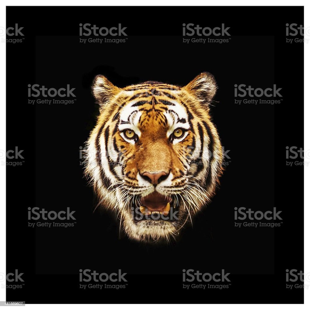 Тигрица на голове у тигра