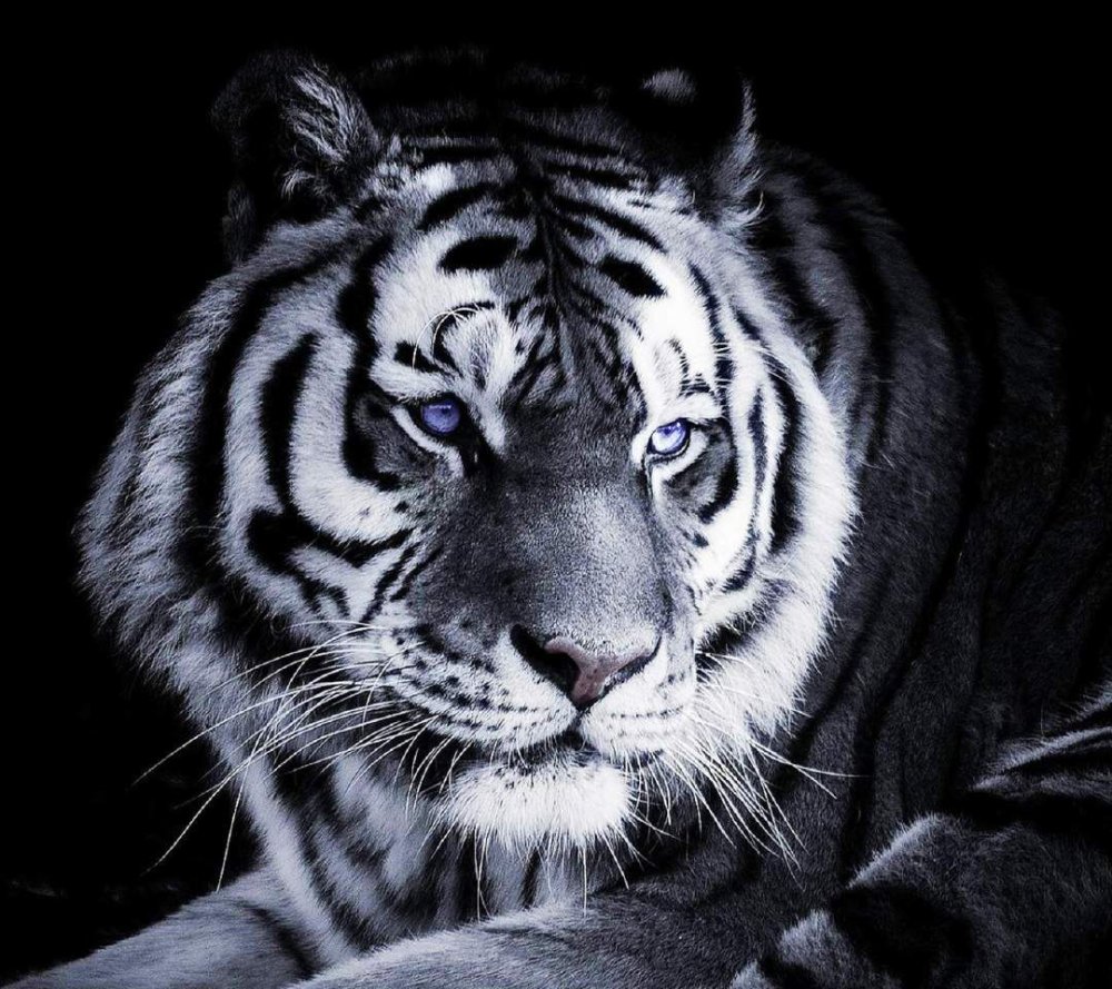 Тигр с голубыми глазами на черном фоне