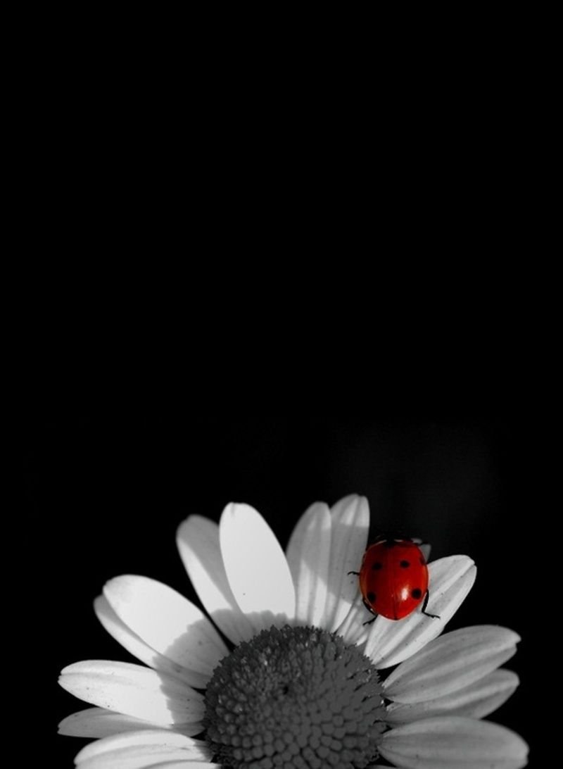 Божья коровка на темном фоне