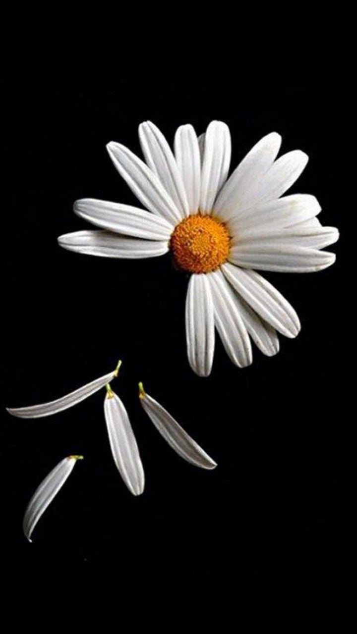 Лепесток ромашки