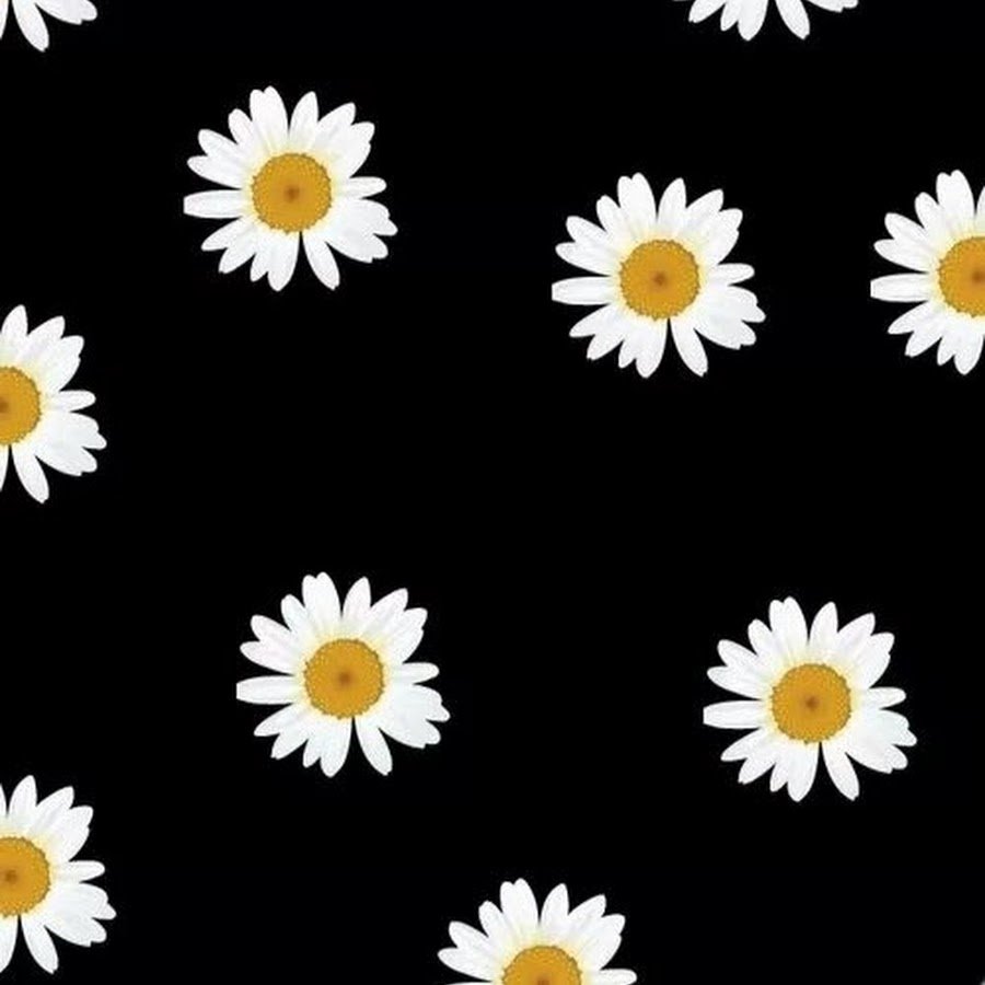 Белые ромашки на черном фоне