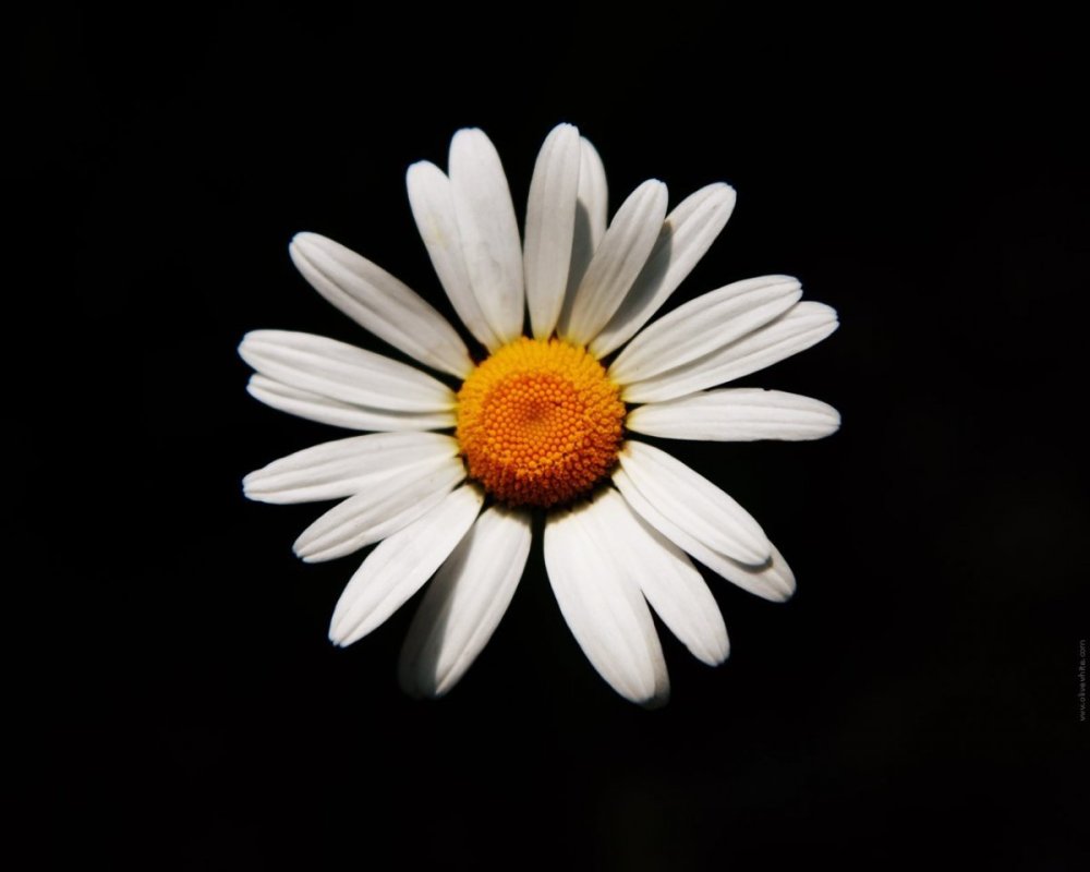 Ромашка Минимализм