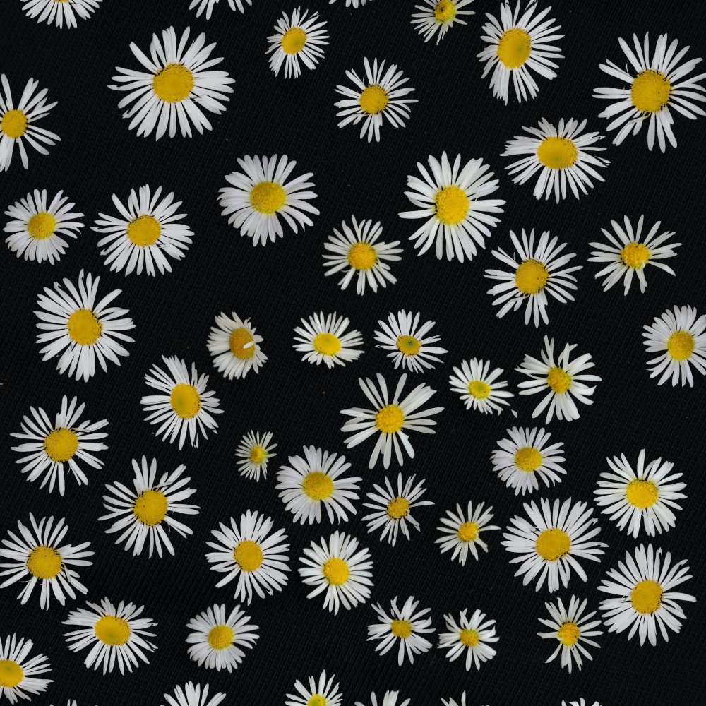 Фон ромашки