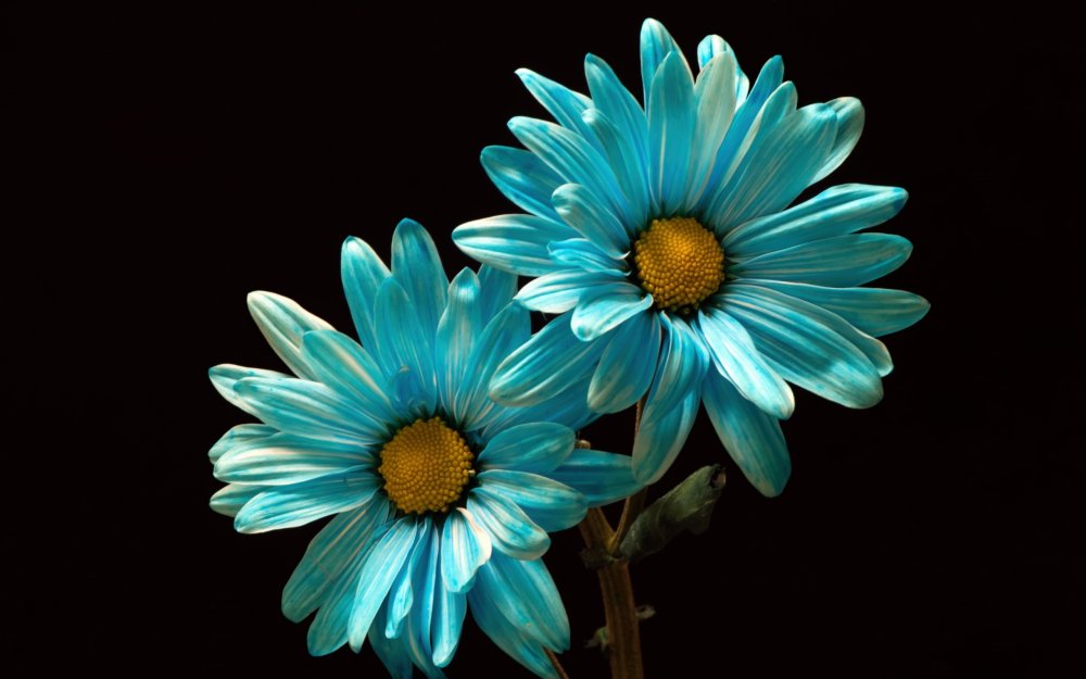 Цветы на бирюзовом фоне