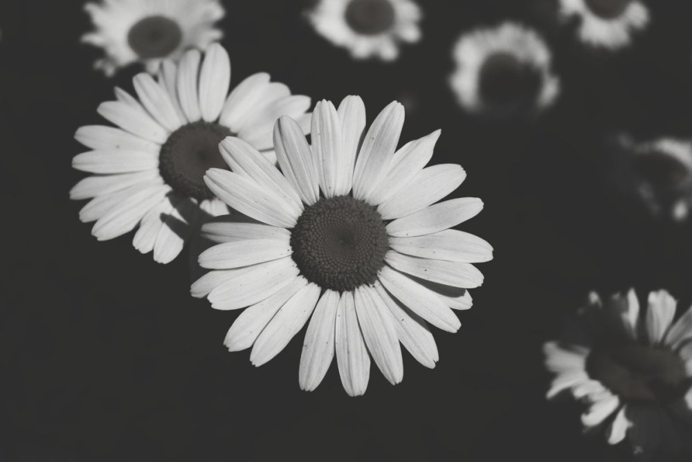 Серые ромашки