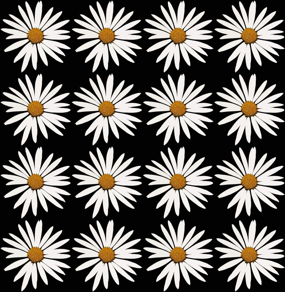 Белые ромашки на черном фоне