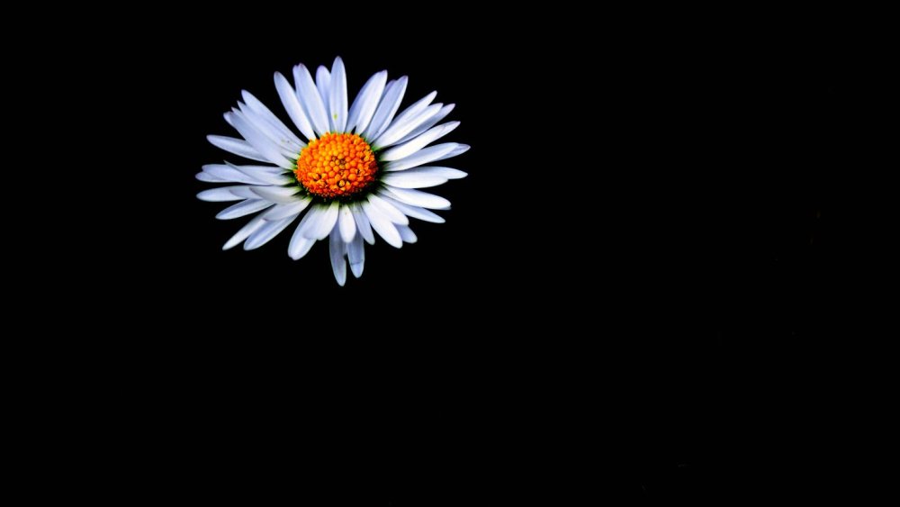 Ромашки на черном фоне