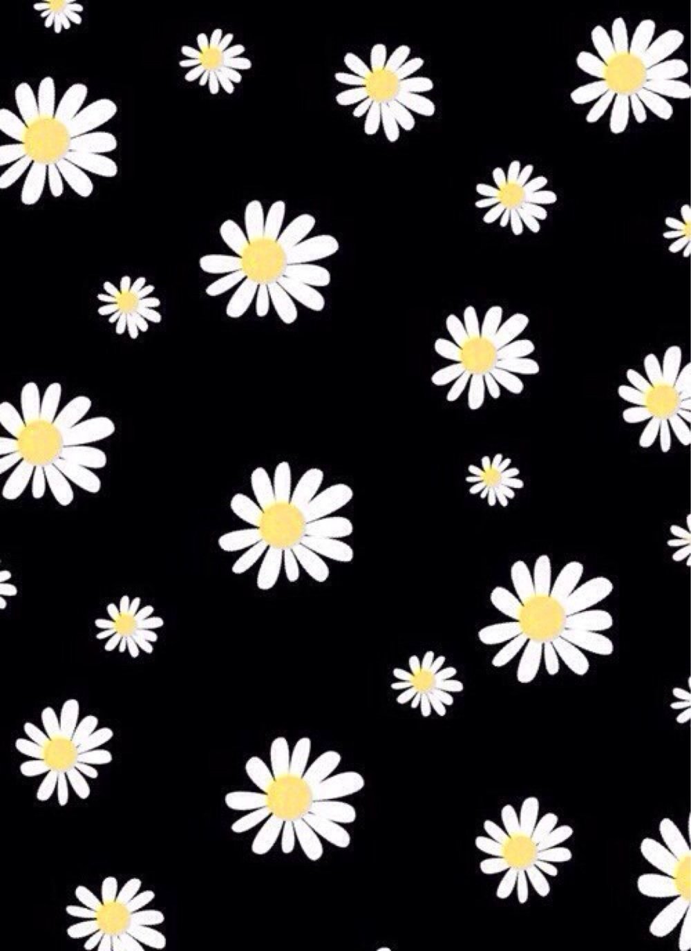 Ромашки на чёрном фоне много