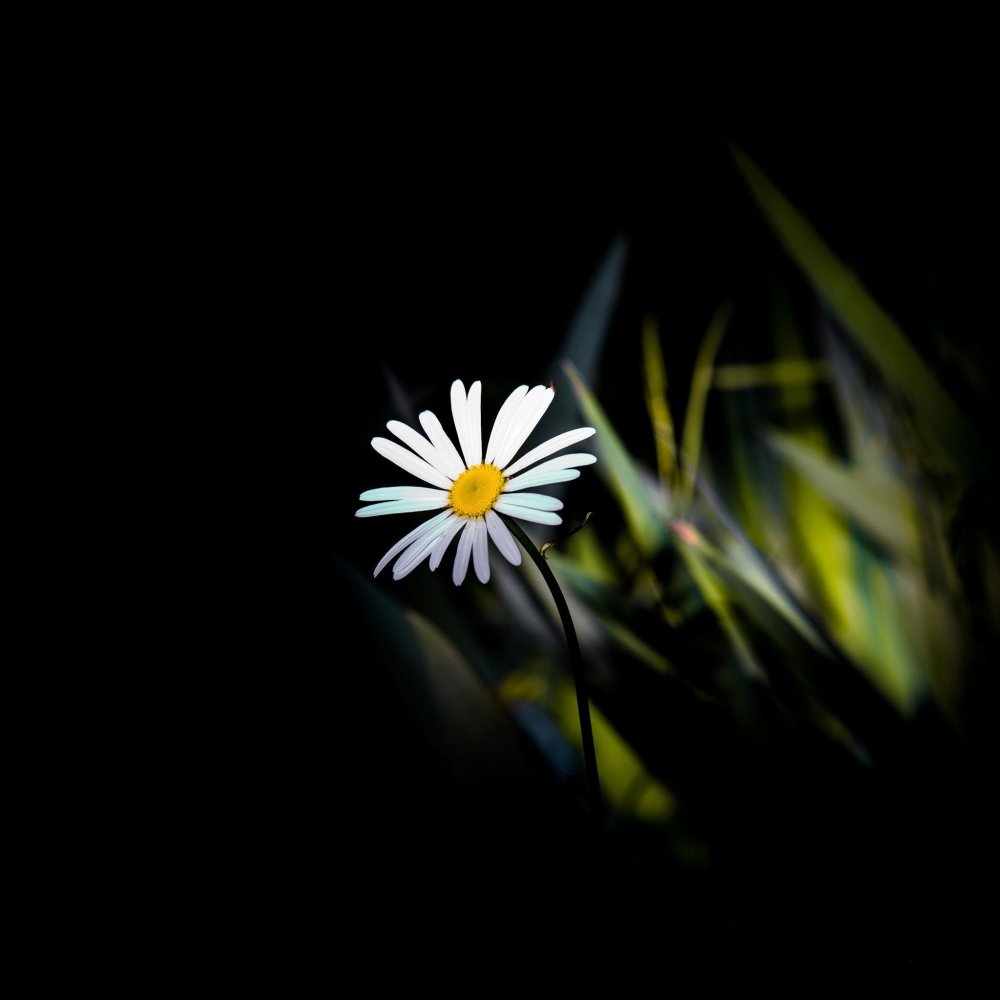 Ромашки на темном фоне
