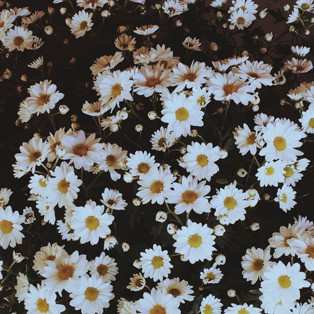 Ромашки Эстетика