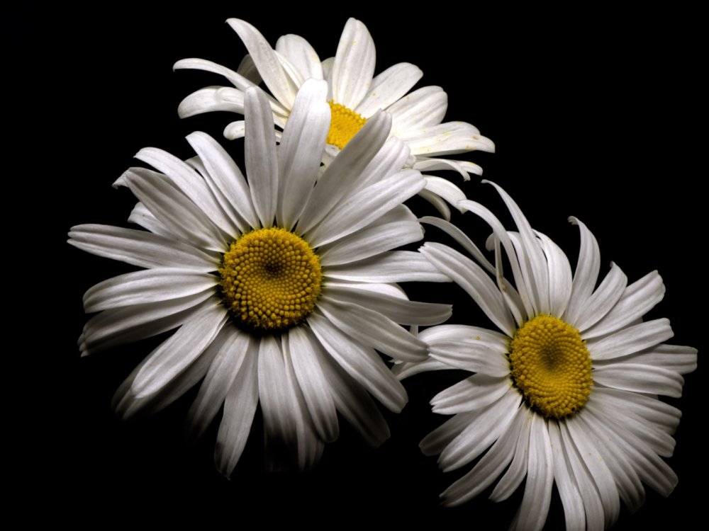 Ромашки на темном фоне