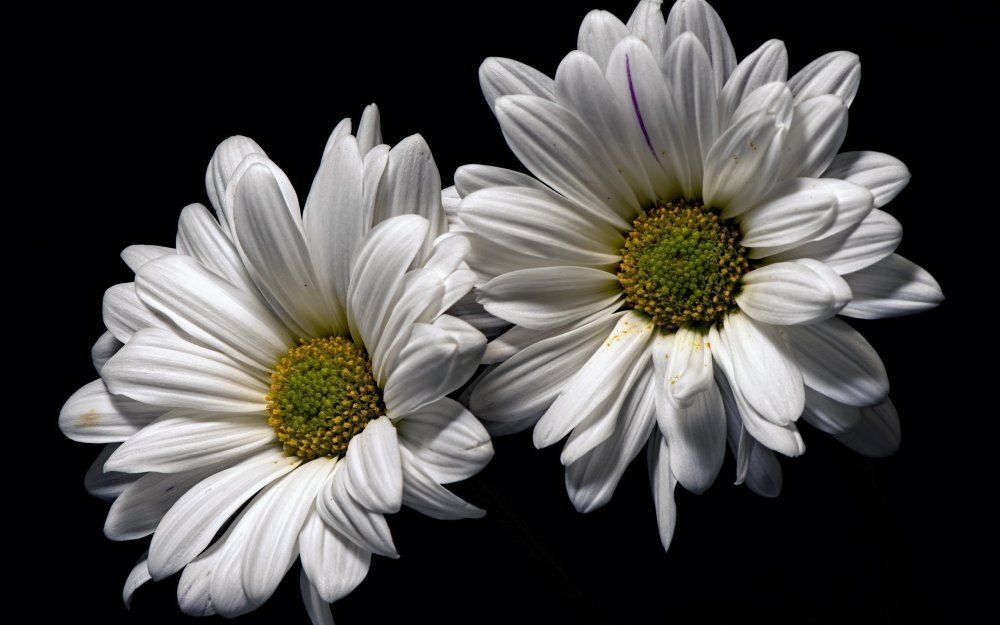 Ромашка Минимализм