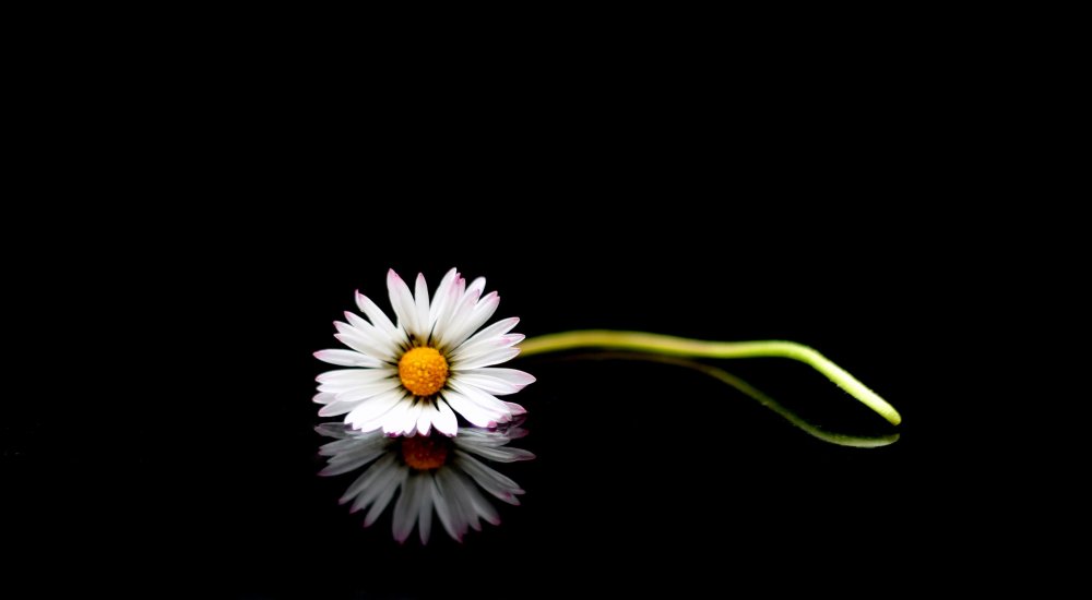 Небольшой букет ромашек на черном фоне