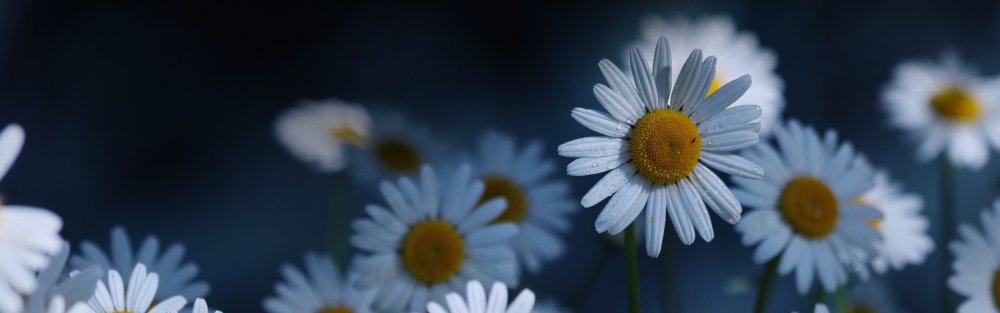 Ромашка черно белая