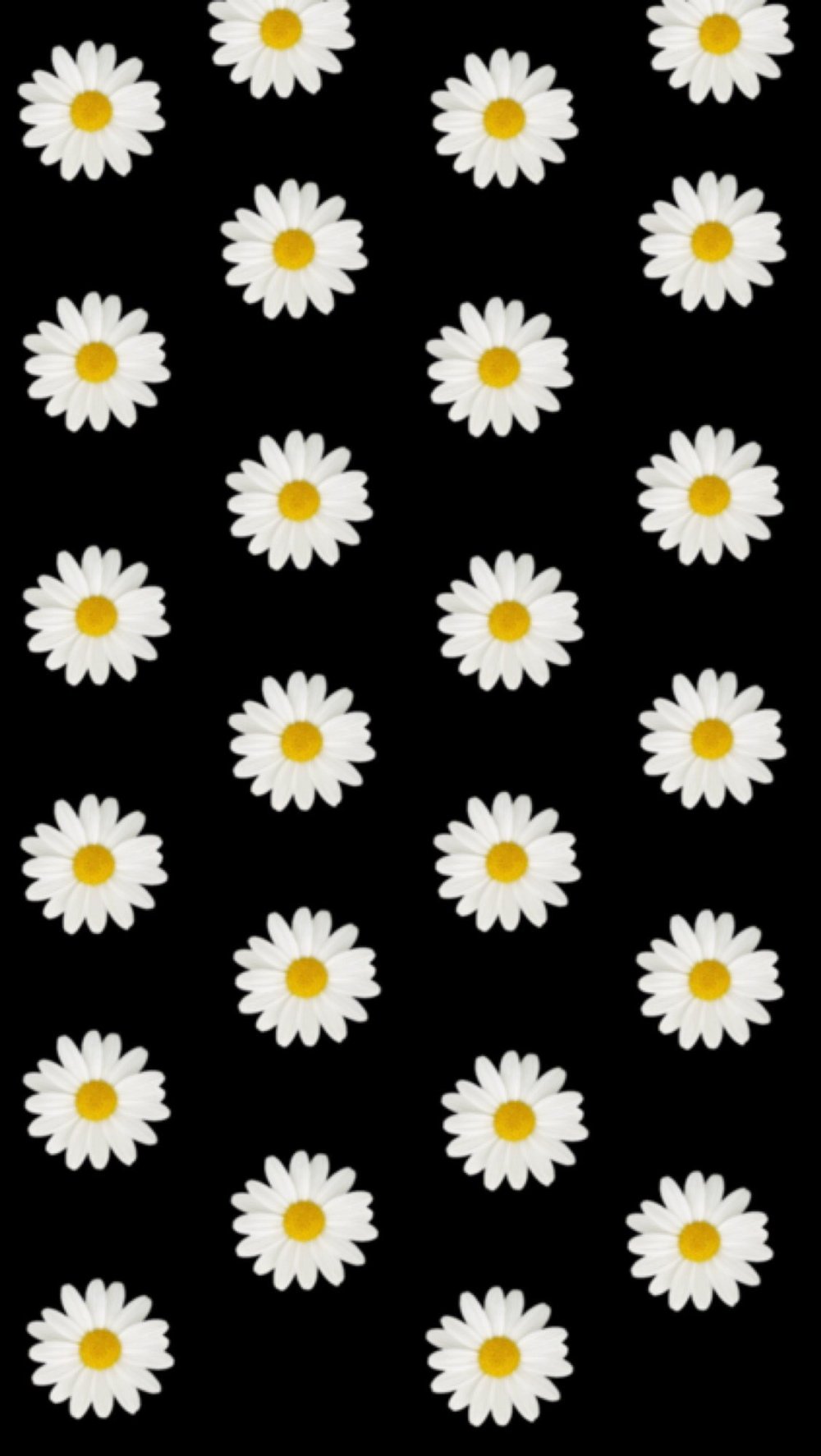 Ромашки на черном фоне
