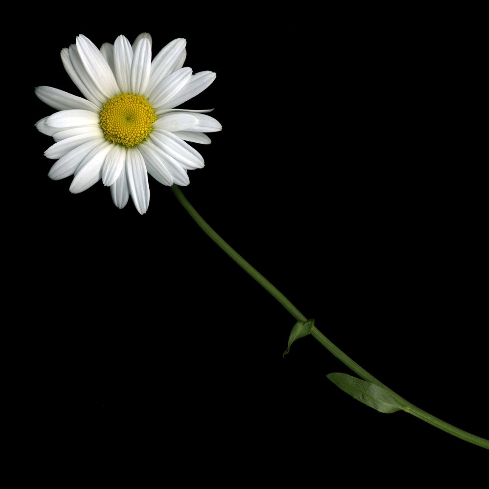 Ромашки вид сверху