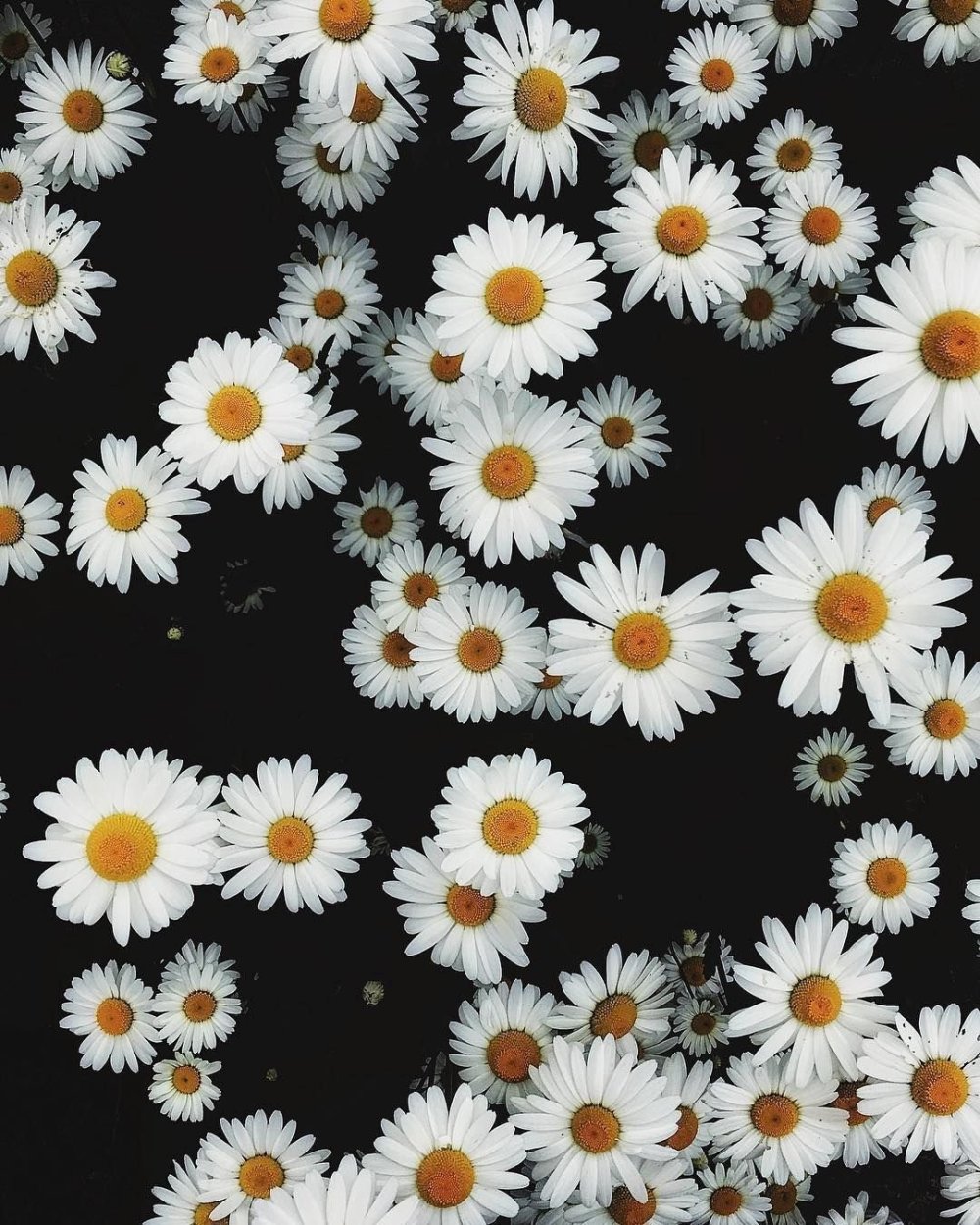 Фон ромашки