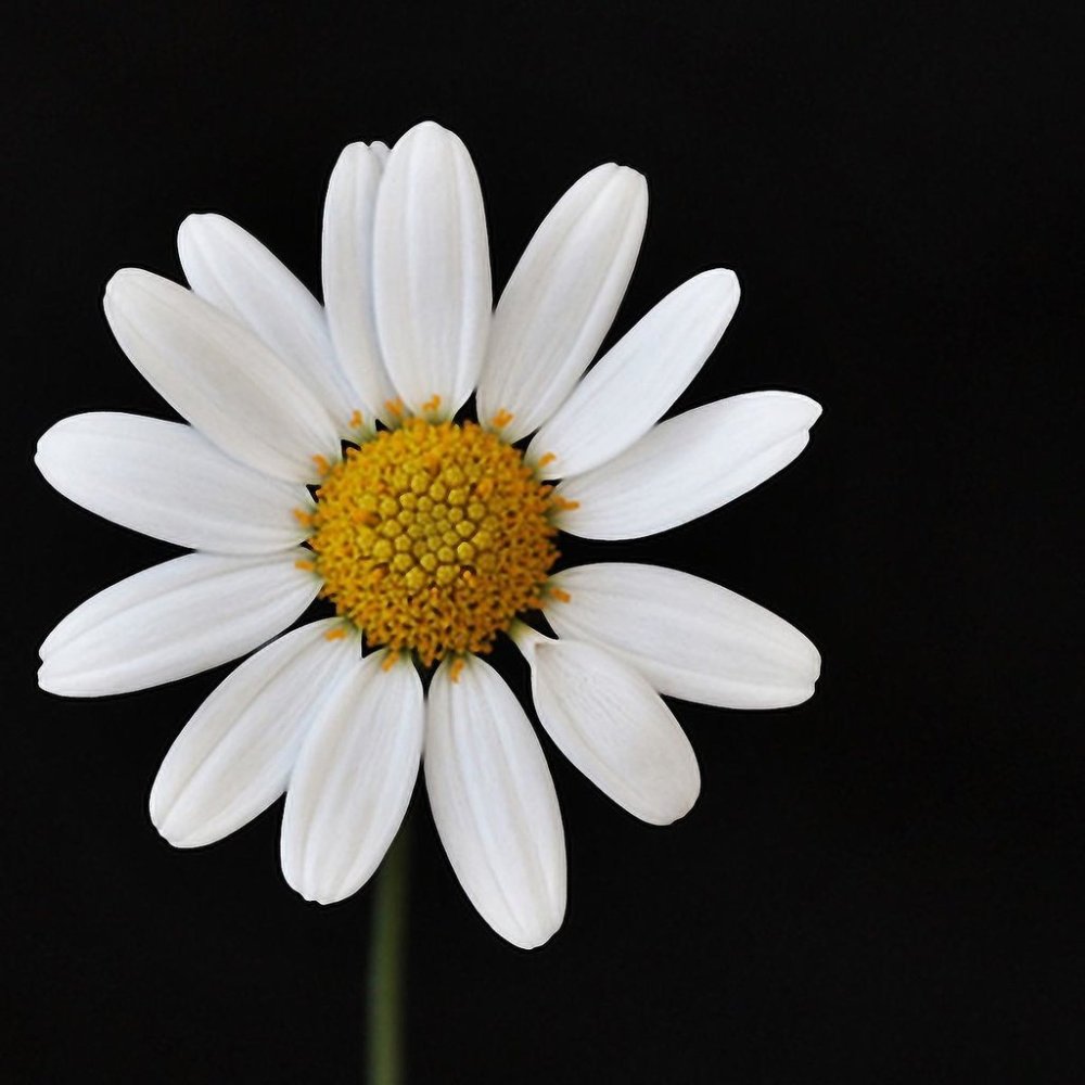 Цветы на черном фоне