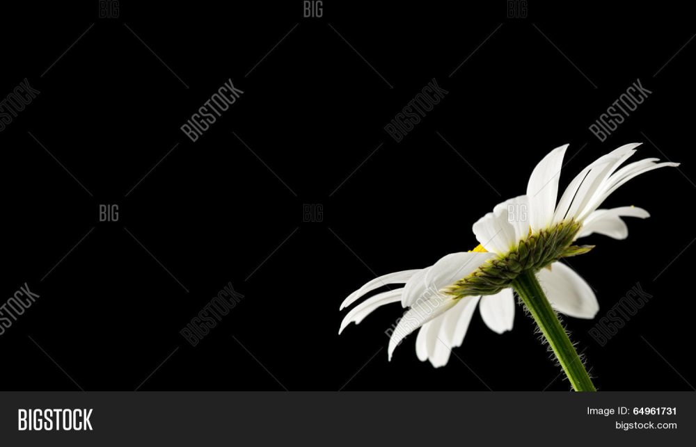 Черные ромашки