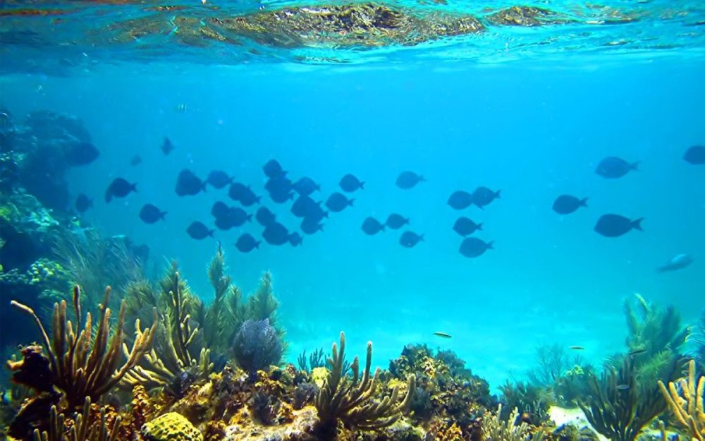 Дно океана вектор