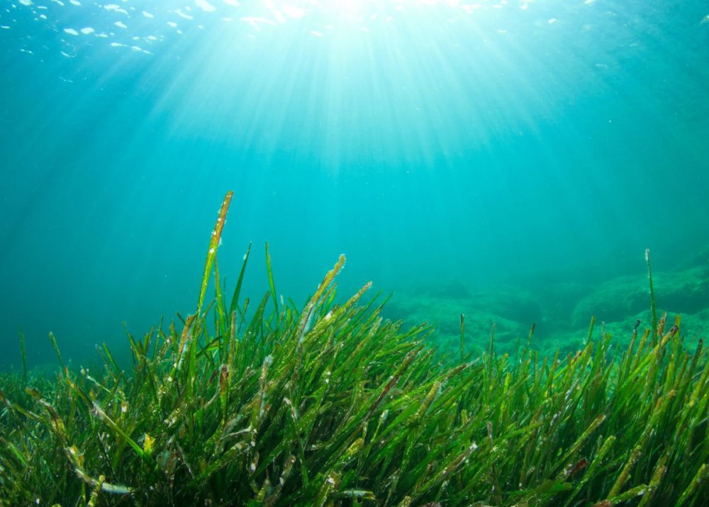 Дно океана панорама