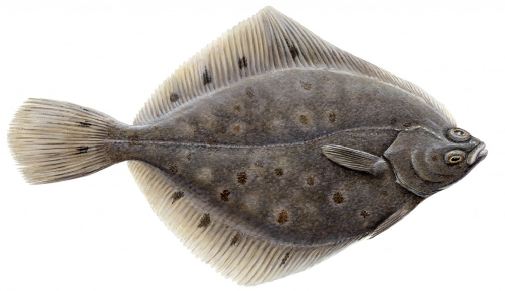 Камбала тюрбо