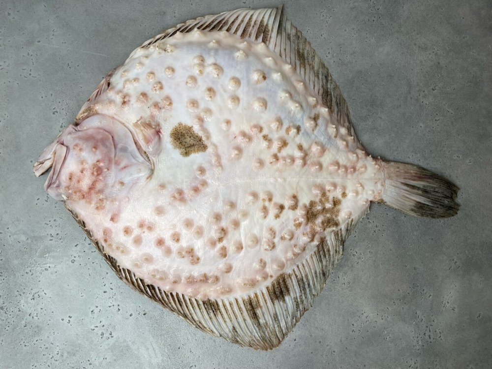 Азово Черноморская камбала